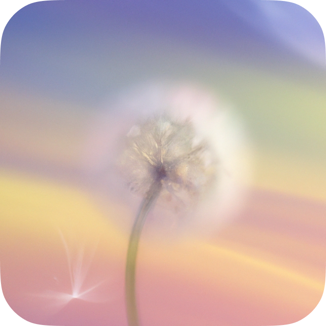 홀씨 로고. 무지개빛 노을 배경에 흰 털로 변한 민들레 한 송이가 피어 있다.